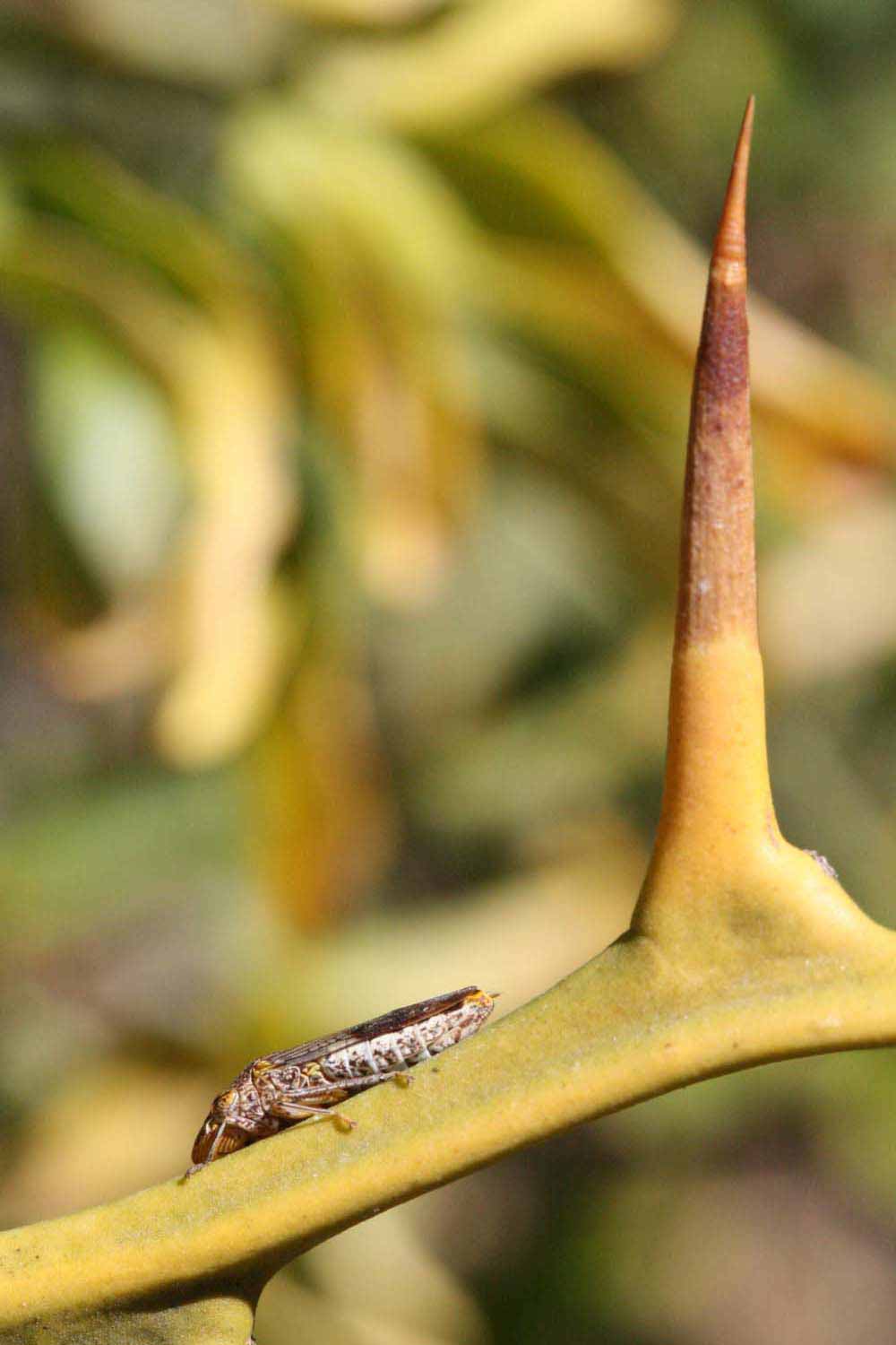              First year twig (Riverside, CA)       